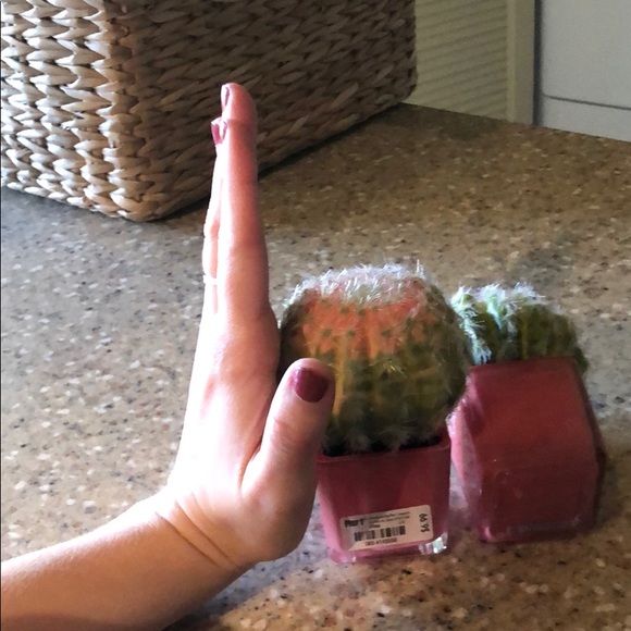 Cactus - Picture 2 of 2